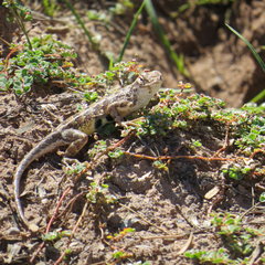 Ctenosaura macrolopha