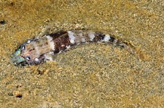 Panamic Frillfin photo 3