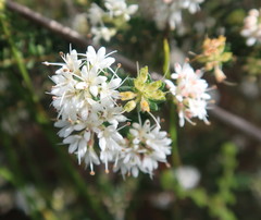 Agathosma planifolia