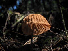Marasmius