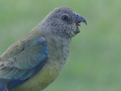 Psephotus haematonotus