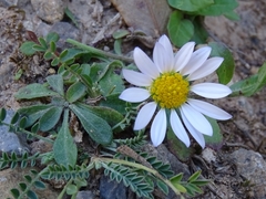 Astranthium beamanii