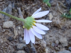 Astranthium beamanii