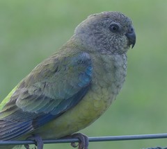 Psephotus haematonotus