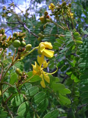Senna polyantha