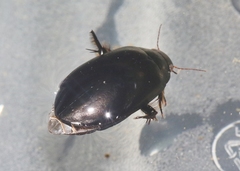 Rhantus atricolor