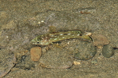Epinephelus labriformis image