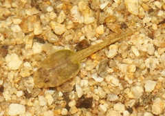 Hyla arenicolor