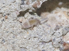 Entomobrya griseoolivata