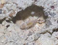 Entomobrya griseoolivata