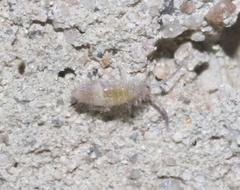 Entomobrya griseoolivata