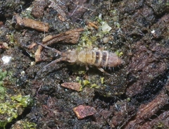 Orchesella alpa