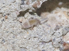 Entomobrya griseoolivata