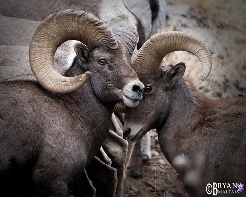Bighorn Sheep photographed in Colorado