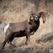 大角羊 - Photo 由 bryan-maltais 所上傳的 (c) bryan-maltais，保留部份權利CC BY-NC