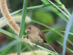 Sporophila nigricollis