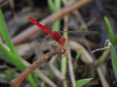 Crocothemis servilia