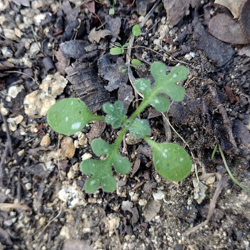 Baby blue eyes seedling