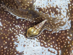 Pseudomelatoma torosa