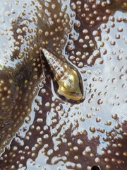 Pseudomelatoma torosa