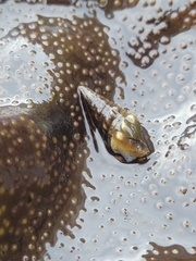 Pseudomelatoma torosa