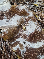 Pseudomelatoma torosa