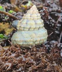 Calliostoma gemmulatum