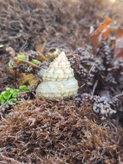 Calliostoma gemmulatum