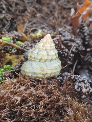Calliostoma gemmulatum
