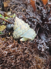 Calliostoma gemmulatum