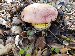 Butyriboletus querciregius