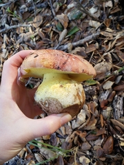 Butyriboletus querciregius