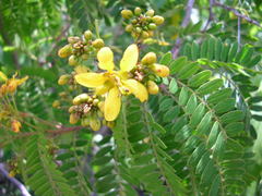 Senna polyantha