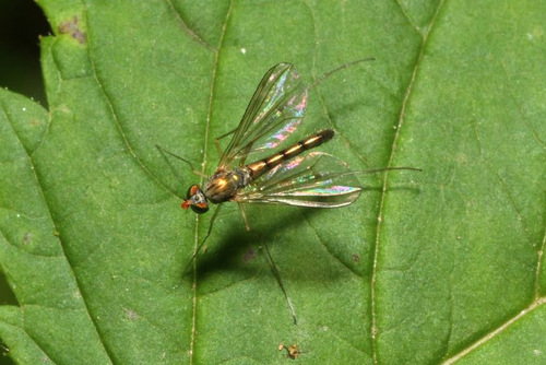 Sciapus platypterus, photo 2 of 10