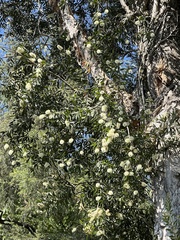 Melaleuca cajuputi cumingiana