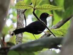 Turdus serranus