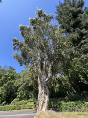 Melaleuca cajuputi cumingiana