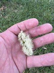 Melaleuca cajuputi cumingiana