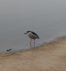 Nycticorax nycticorax