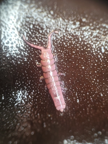 Pencil Isopod photo 3