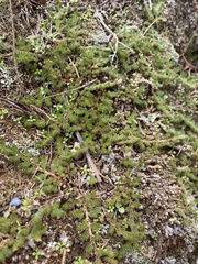 Selaginella peruviana