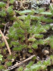 Selaginella peruviana