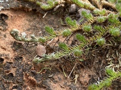 Selaginella peruviana