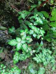 Pilea diversifolia