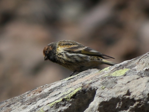Serinus pusillus