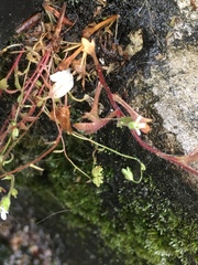 Saxifraga tridactylites