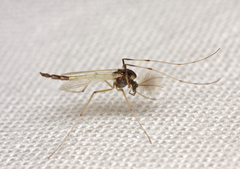 Microtendipes pedellus