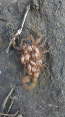 Centruroides ornatus