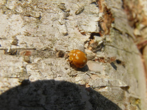 Dešimtdėmė Boružė