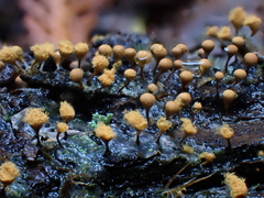 Trichia crateriformis